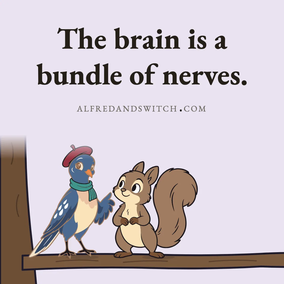 The brain is a bundle of nerves.